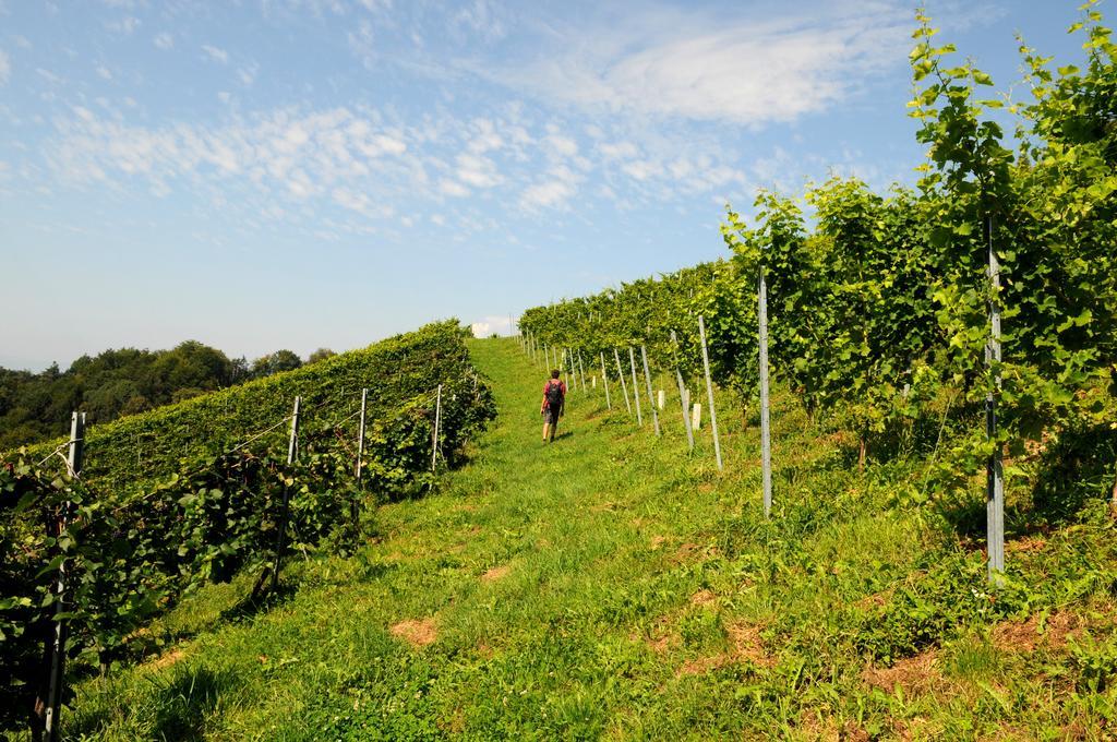 Weingut Winzerzimmer Rothschaedl 루트스카치 외부 사진