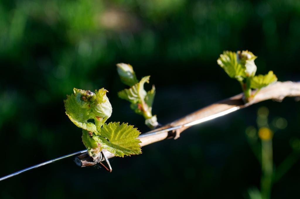 Weingut Winzerzimmer Rothschaedl 루트스카치 외부 사진